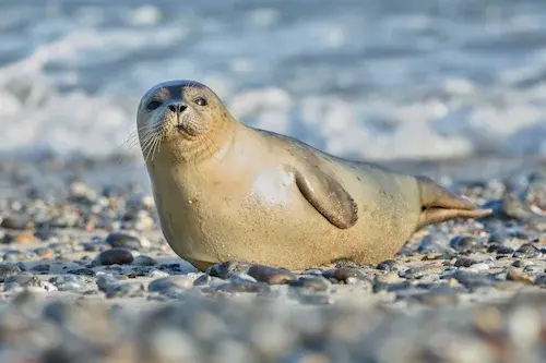 Młoda foka szara na łasze piaskowej w ujściu Wisły - rejs na foki Mikoszewo